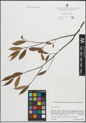 Foto von Salix pentandra L.